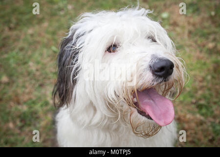 Altenglischer Schäferhund Stockfoto