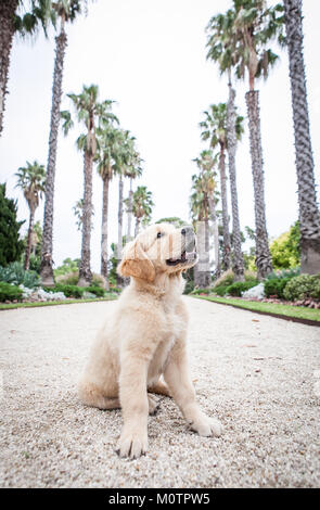 Labrador-Welpe Stockfoto