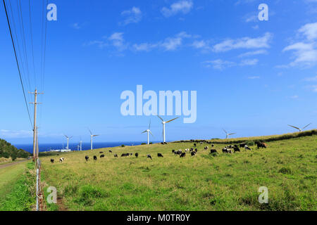 Holsteiner Milchkühe grasen inmitten von Windenergieanlagen in Nord Kohala, Hawaii Insel Stockfoto