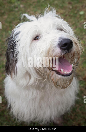 Altenglischer Schäferhund Stockfoto