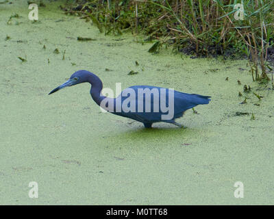 Ein wenig Blue Heron (Egretta caerulea) im Wasserlinsen in Jensen Beach, Florida Stockfoto