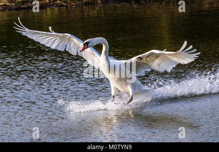 Höckerschwan Landung auf dem Octagon See, Stowe, Buckinghamshire, Großbritannien Stockfoto