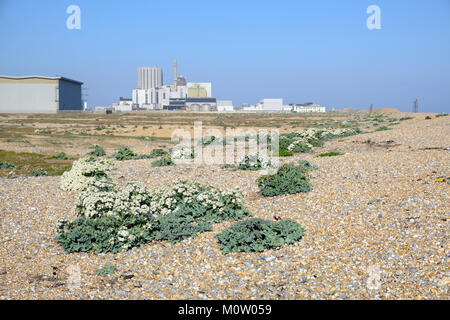 Sea Kale (crambe Maritima) wächst auf einem Kieselstrand in der Nähe von Dungeness Kernkraftwerk Dungeness, Kent, England Stockfoto