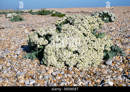 Sea Kale (crambe Maritima), die auf einen Kiesstrand, Dungeness, Kent, England Stockfoto