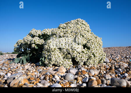 Low Angle View von Sea Kale (crambe Maritima) in Blume wächst auf einem Kieselstrand, Dungeness, Kent, England Stockfoto