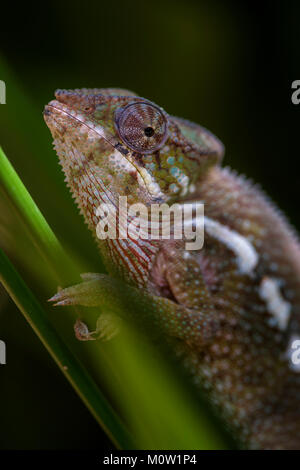 Panther Chamäleon Furcifer pardalis, Madagaskar. Schöne Echse aus Madagaskar Regenwald. Endemische bunt. Stockfoto