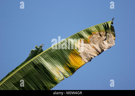 Welkes Blatt Bananenbaum, Pisang Awak Banane Stockfoto