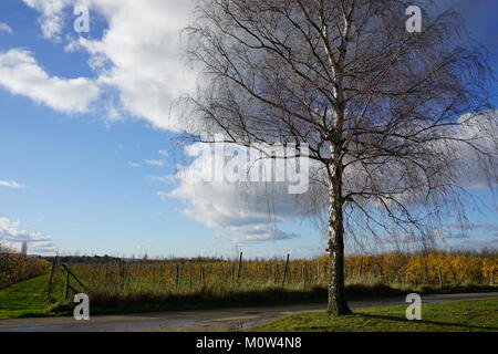 Birke durch ein Feld weg, mit der bewölkte Himmel und eine Apple Plantage im Herbst Farben im Hintergrund An einem Winternachmittag. Stockfoto