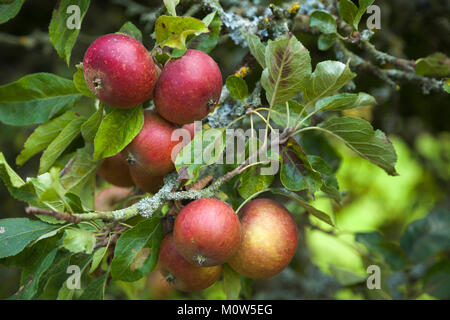 Rosige rote Äpfel für die Ernte wächst auf einem der Erbe spalier Obstbäume im Obstgarten von rousham House, Oxfordshire, England bereit. Stockfoto