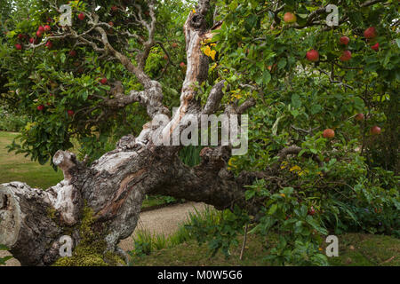 Rosige rote Äpfel wachsen unter den knorrigen Ästen eines alten Spalier apple tree in der Obstgarten der Rousham House, Oxfordshire, England. Stockfoto