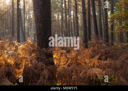 Golden Bracken in goldenes Sonnenlicht Filterung durch die Pinienbäume Harlestone Tannen am Rande von Northampton, Northamptonshire, England gebadet. Stockfoto