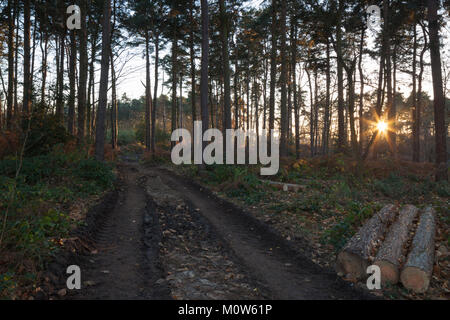 Ein schlammiger Waldweg durch die jüngsten Arbeiten in der Nähe von Sunset innerhalb von Harlestone Tannen, am Rande von Northampton in Northamptonshire, England. Stockfoto