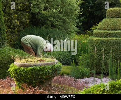 Frank Lawley, Plantsman, Designer und Entwickler von Herterton House Gardens, im Blumengarten im Juli, Northumberland, England Stockfoto