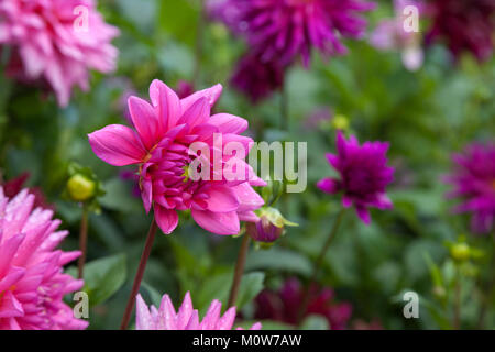 Das pulsierende rosa Dahlie mit regen Tropfen auf ihre Blütenblätter, die lange Dahlie Grenze innerhalb der ummauerten Garten von rousham House in Oxfordshire, England. Stockfoto