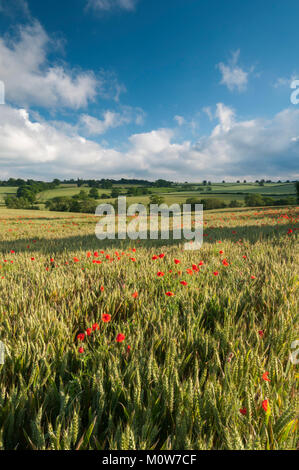 Ein Feld der reifenden Weizen verziert mit leuchtend roten Mohnblumen auf einem Juli am Abend in der Nähe von Ravensthorpe, Richtung East Haddon, Northamptonshire, England suchen Stockfoto