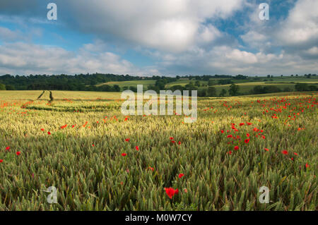 Ein Feld der reifenden Weizen verziert mit leuchtend roten Mohnblumen auf einem Juli am Abend in der Nähe von Ravensthorpe, Richtung East Haddon, Northamptonshire, England suchen Stockfoto