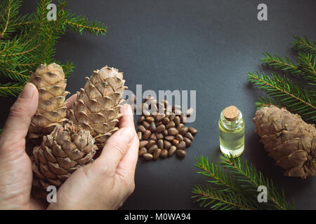 Cedar cone in weiblicher Hand, Niederlassungen und Zedernholz Öl auf schwarzem Hintergrund. Kopieren Sie Platz. Stockfoto