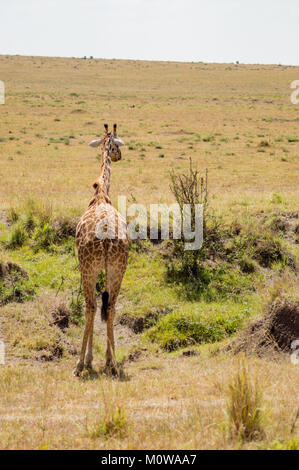 Isolierte Giraffe in der Nähe von Acacia im Park von Mara Kenia Stockfoto