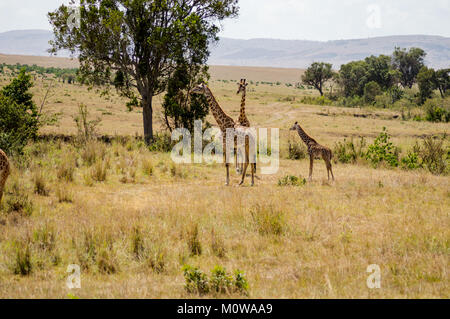 Isolierte Giraffe in der Nähe von Acacia im Park von Mara Kenia Stockfoto