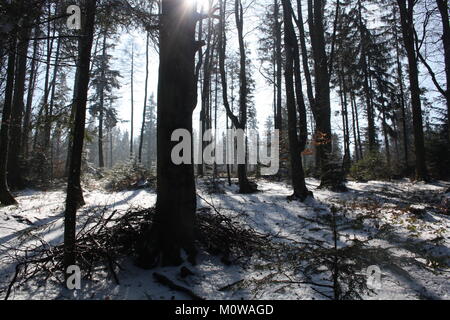 Wald im Gebirge Beskid Sadecki. Stockfoto