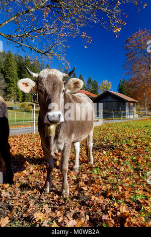 Braun Rinder, eine regionale Rinderrasse, auf einer Wiese in der Nähe von Pfronten im Allgäu, Bayern, Deutschland. Stockfoto