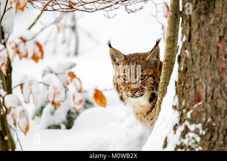 Eurasischen Luchs (Lynx lynx) in den Schnee in die tiergehege im Nationalpark Bayerischer Wald, Bayern, Deutschland. Stockfoto