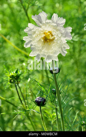 Sanfte flauschigen weißen Kosmos Blume Nahaufnahme auf einem grünen verschwommenen Hintergrund im Sommer sonnigen Tag mit Platz für Text Stockfoto