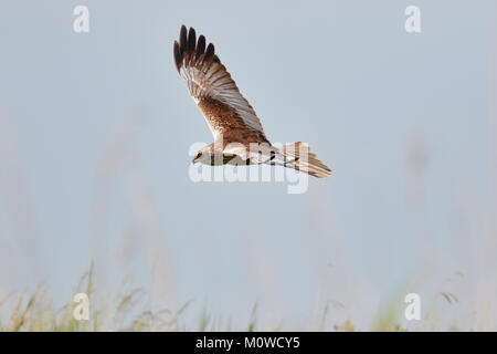 Rohrweihe im Flug über Schilf, Norfolk Broads, Norfolk, Großbritannien Stockfoto