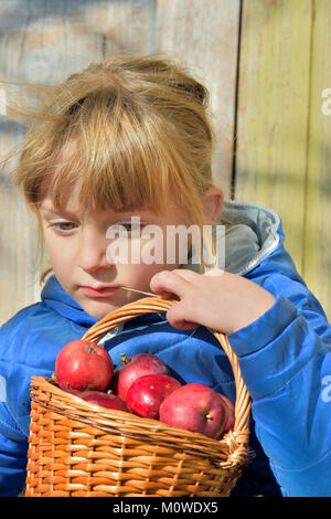 Kind pflücken Äpfel auf einem Bauernhof im Herbst. Kleine Mädchen spielen in apple tree Obstgarten. Kids Pick Obst in einem Korb. Spaß im Freien für Kinder. Gesunde nu Stockfoto