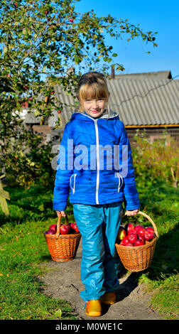 Kind pflücken Äpfel auf einem Bauernhof im Herbst. Kleine Mädchen spielen in apple tree Obstgarten. Kids Pick Obst in einem Korb. Spaß im Freien für Kinder. Gesunde nu Stockfoto