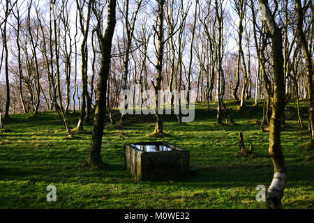 Alte wassertrog unter den Birken von Bolehill Holz, durch Padley Schlucht in den Peak District Stockfoto