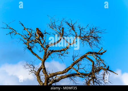 Bussard thront auf einem Ast im Kruger Nationalpark in Südafrika Stockfoto