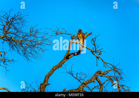 Bussard thront auf einem Ast im Kruger Nationalpark in Südafrika Stockfoto