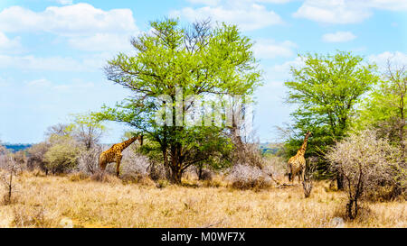 Zwei Giraffen essen Blätter von großen Mopane-bäumen im Kruger Nationalpark in Südafrika Stockfoto