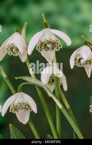 Nahaufnahme von galanthus Frau Beatrix Stanley zeigen das innere der Doppel Blume Stockfoto