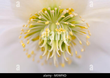 Helleborus - Christrose, Nieswurz Stockfoto