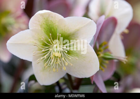 Helleborus - Christrose, Nieswurz Stockfoto