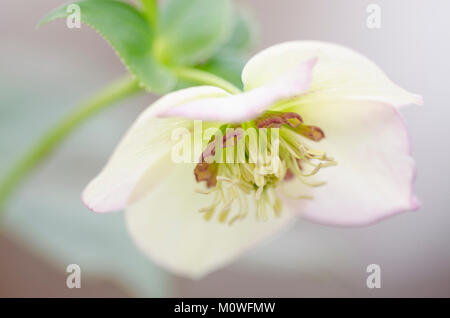 Helleborus - Christrose, Nieswurz Stockfoto