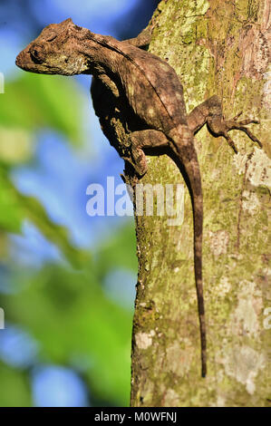 Anolis (Chamaeleolis) guamuhaya (escambray Bärtigen Anole). Kuba endemisch Stockfoto