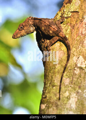 Anolis (Chamaeleolis) guamuhaya (escambray Bärtigen Anole). Kuba endemisch Stockfoto