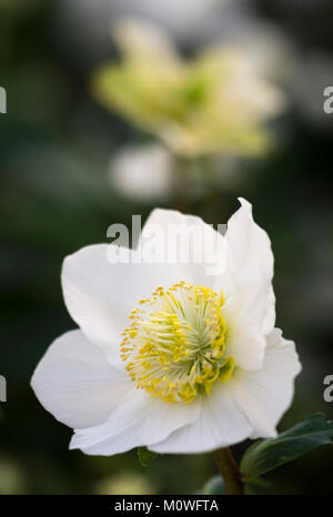 Helleborus - Christrose, Nieswurz Stockfoto