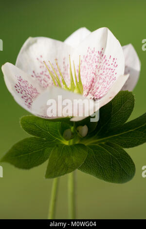 Helleborus - Christrose, Nieswurz Stockfoto