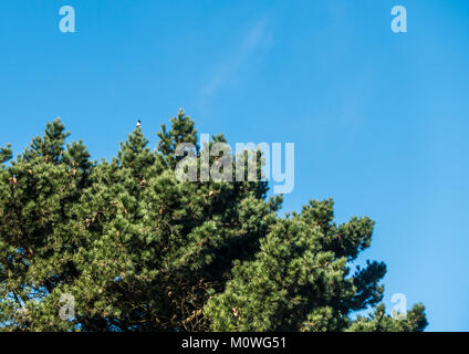 Ein Schuss eines Magpie sitzen in einem hohen Kiefern vor blauem Himmel. Stockfoto