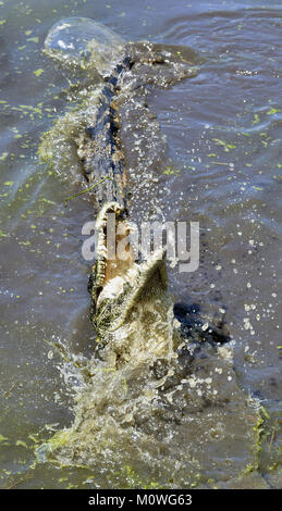 Angriff Krokodil. Kubanische Krokodil (crocodylus rhombifer). Die Kubanische Krokodil springt aus dem Wasser. Kuba Stockfoto