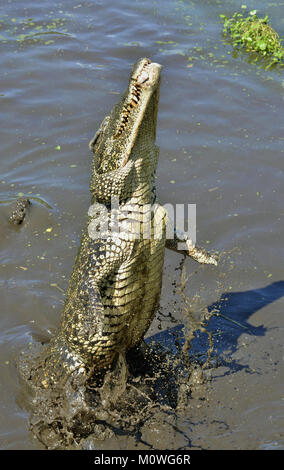 Angriff Krokodil. Kubanische Krokodil (crocodylus rhombifer). Die Kubanische Krokodil springt aus dem Wasser. Kuba Stockfoto