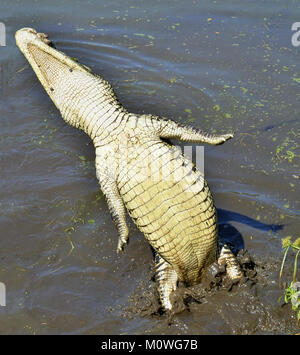 Angriff Krokodil. Kubanische Krokodil (crocodylus rhombifer). Die Kubanische Krokodil springt aus dem Wasser. Kuba Stockfoto