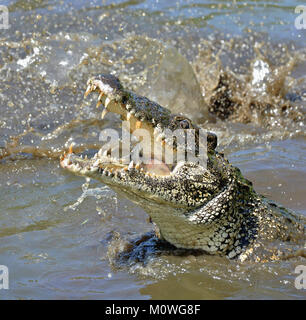 Angriff Krokodil. Kubanische Krokodil (crocodylus rhombifer). Die Kubanische Krokodil springt aus dem Wasser. Kuba Stockfoto