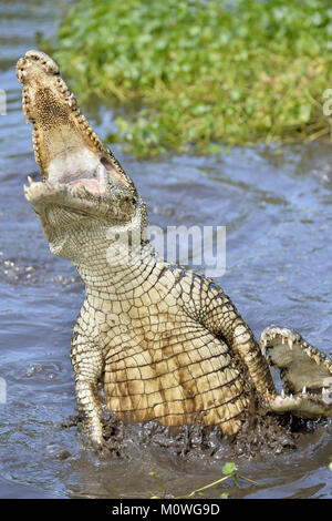 Angriff Krokodil. Kubanische Krokodil (crocodylus rhombifer). Die Kubanische Krokodil springt aus dem Wasser. Kuba Stockfoto