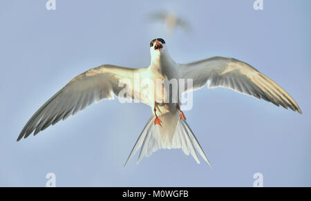 Huschen Die Flussseeschwalbe (Sterna hirundo) Auf dem Hintergrund des blauen Himmels. Die flussseeschwalbe (Sterna hirundo) ist ein seevogel Der seeschwalbe Familie Sternidae. Stockfoto