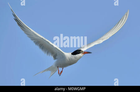 Huschen Die Flussseeschwalbe (Sterna hirundo) Auf dem Hintergrund des blauen Himmels. Die flussseeschwalbe (Sterna hirundo) ist ein seevogel Der seeschwalbe Familie Sternidae. Stockfoto